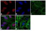 Histone H3 Antibody in Immunocytochemistry (ICC/IF)