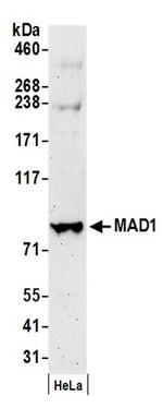 MAD1 Antibody in Western Blot (WB)