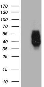 MAF Antibody in Western Blot (WB)