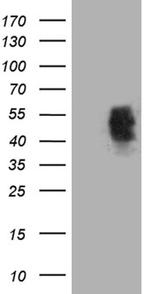 MAF Antibody in Western Blot (WB)