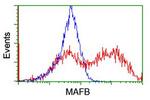 MAFB Antibody in Flow Cytometry (Flow)