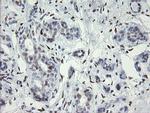 MAFB Antibody in Immunohistochemistry (Paraffin) (IHC (P))