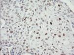 MAFB Antibody in Immunohistochemistry (Paraffin) (IHC (P))