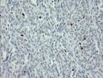 MAFB Antibody in Immunohistochemistry (Paraffin) (IHC (P))