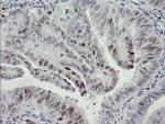 MAFB Antibody in Immunohistochemistry (Paraffin) (IHC (P))