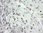 MAFB Antibody in Immunohistochemistry (Paraffin) (IHC (P))