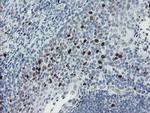 MAFB Antibody in Immunohistochemistry (Paraffin) (IHC (P))