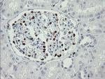 MAFB Antibody in Immunohistochemistry (Paraffin) (IHC (P))