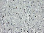 MAFB Antibody in Immunohistochemistry (Paraffin) (IHC (P))