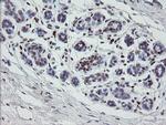 MAFB Antibody in Immunohistochemistry (Paraffin) (IHC (P))