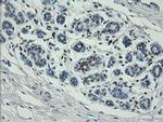 MAFB Antibody in Immunohistochemistry (Paraffin) (IHC (P))