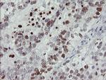 MAFB Antibody in Immunohistochemistry (Paraffin) (IHC (P))