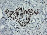 MAFB Antibody in Immunohistochemistry (Paraffin) (IHC (P))