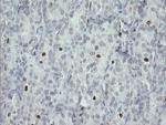 MAFB Antibody in Immunohistochemistry (Paraffin) (IHC (P))