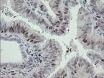 MAFB Antibody in Immunohistochemistry (Paraffin) (IHC (P))