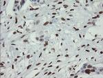 MAFB Antibody in Immunohistochemistry (Paraffin) (IHC (P))