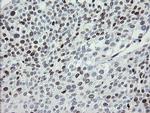 MAFB Antibody in Immunohistochemistry (Paraffin) (IHC (P))