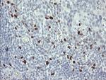 MAFB Antibody in Immunohistochemistry (Paraffin) (IHC (P))