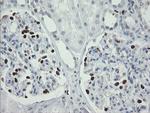 MAFB Antibody in Immunohistochemistry (Paraffin) (IHC (P))