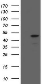 MAFB Antibody in Western Blot (WB)