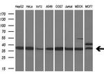 MAFB Antibody in Western Blot (WB)