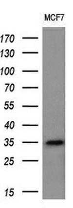 MAGEA3 Antibody in Western Blot (WB)