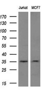 MAGEA3 Antibody in Western Blot (WB)