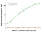 MAGEB1 Antibody in Luminex (LUM)