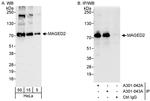 MAGED2 Antibody in Western Blot (WB)