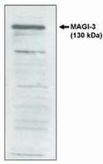 MAGI3 Antibody in Western Blot (WB)