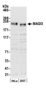 MAGI3 Antibody in Western Blot (WB)