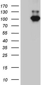 MALT1 Antibody in Western Blot (WB)