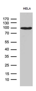 MALT1 Antibody in Western Blot (WB)