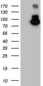 MALT1 Antibody in Western Blot (WB)