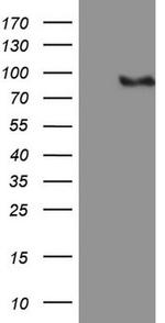 MALT1 Antibody in Western Blot (WB)