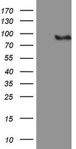 MALT1 Antibody in Western Blot (WB)