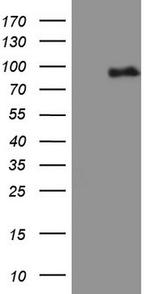 MALT1 Antibody in Western Blot (WB)