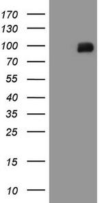 MALT1 Antibody in Western Blot (WB)