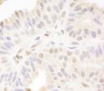 MAML1 Antibody in Immunohistochemistry (IHC)