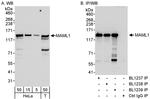 MAML1 Antibody in Western Blot (WB)