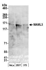 MAML3 Antibody in Western Blot (WB)