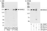 MAML2 Antibody in Western Blot (WB)