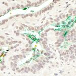 MAML3 Antibody in Immunohistochemistry (IHC)