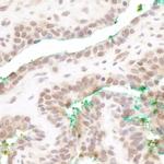 MAML3 Antibody in Immunohistochemistry (IHC)