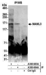 MAML3 Antibody in Western Blot (WB)