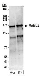 MAML3 Antibody in Western Blot (WB)