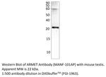 ARMET Antibody in Western Blot (WB)