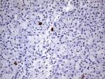 MAP1LC3A Antibody in Immunohistochemistry (Paraffin) (IHC (P))