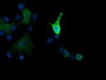 MAP2K1 Antibody in Immunocytochemistry (ICC/IF)