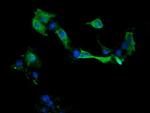 MAP2K1 Antibody in Immunocytochemistry (ICC/IF)